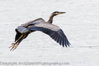 GReat Blu Heron Flying